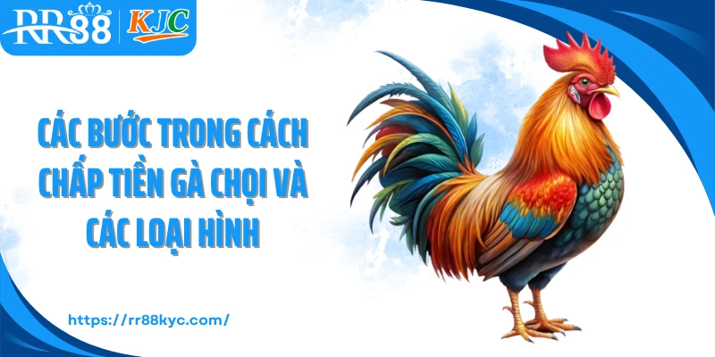 Các bước trong cách chấp tiền gà chọi và các loại hình