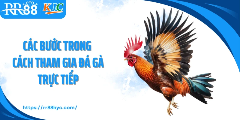 Các bước trong cách tham gia đá gà trực tiếp