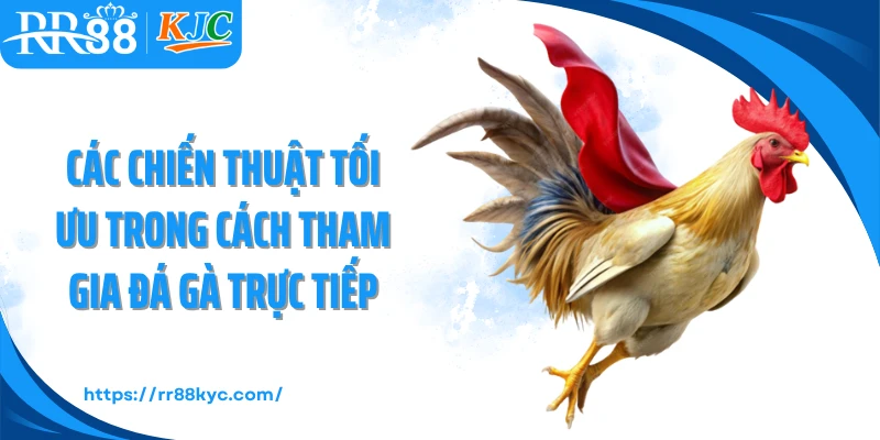Các chiến thuật tối ưu trong cách tham gia đá gà trực tiếp