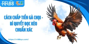 Cách Chấp Tiền Gà Chọi - Bí Quyết Đọc Kèo Chuẩn Xác