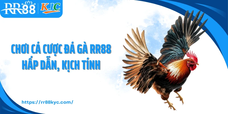 Chơi cá cược đá gà RR88 hấp dẫn, kịch tính