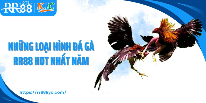 Những loại hình đá gà RR88 hot nhất năm