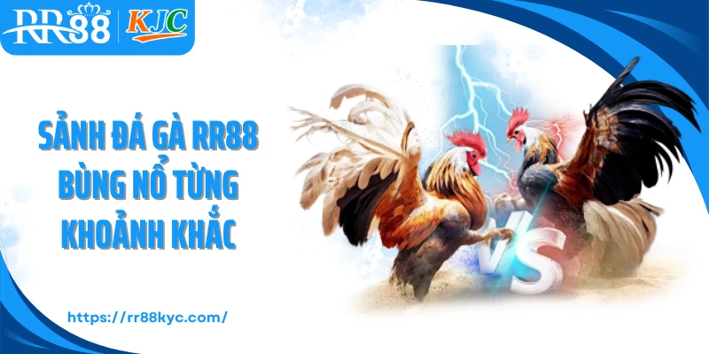 Sảnh đá gà RR88 bùng nổ từng khoảnh khắc