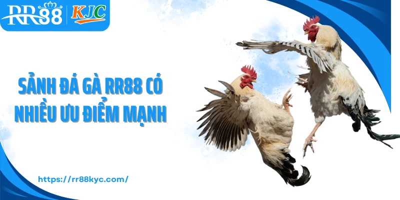 Sảnh đá gà RR88 có nhiều ưu điểm mạnh