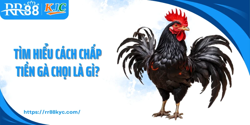 Tìm hiểu cách chấp tiền gà chọi là gì?